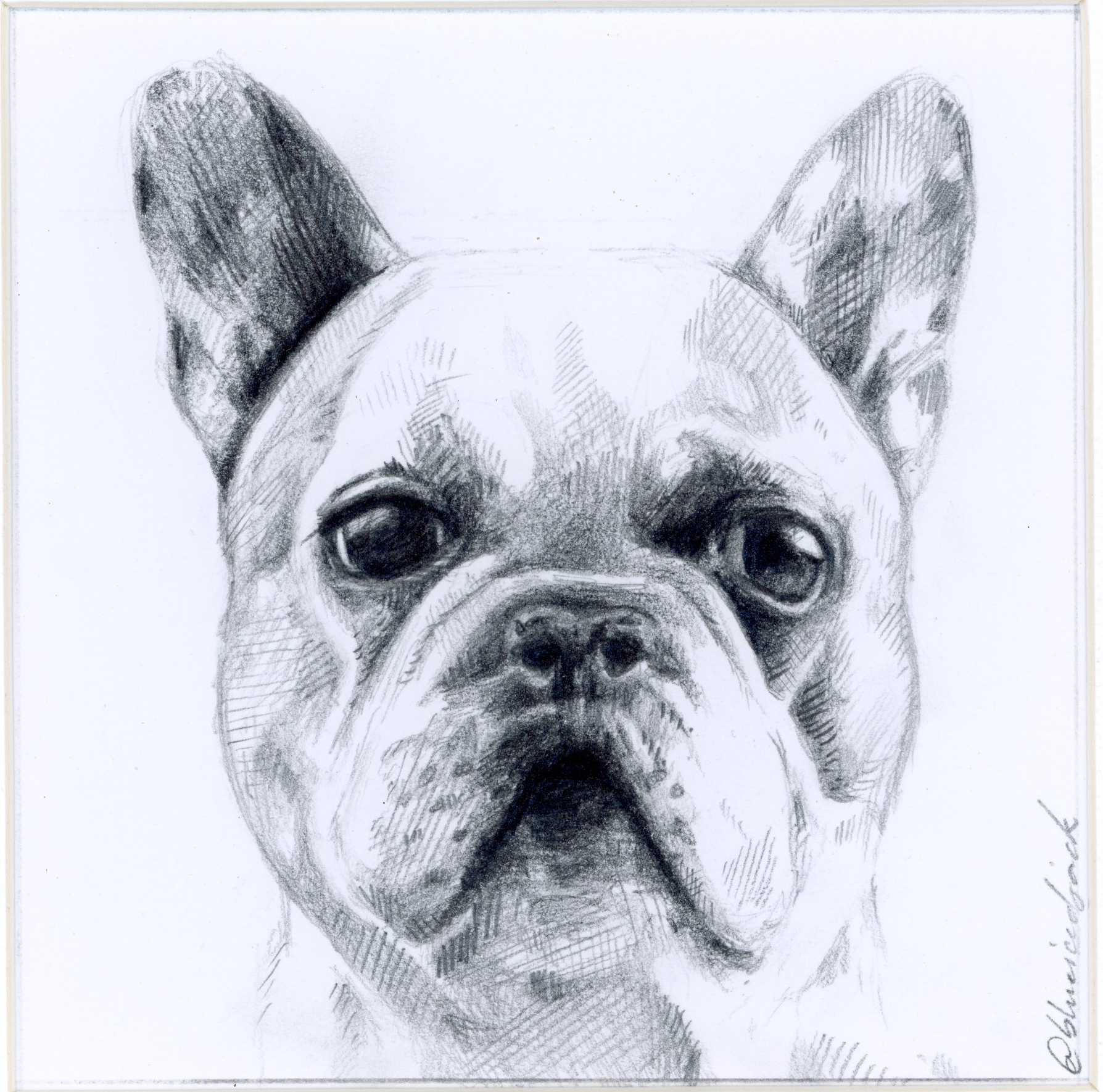 Portrait chien Nanou